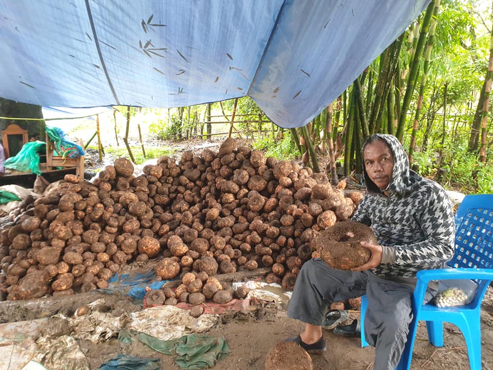 Tolak Tawaran Rp825 Juta, Hasil Panen Porang Petani di Madiun Ini Ternyata Mencapai Rp1,5 Miliar